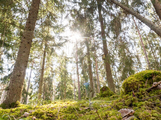 The sun glints between the trees in the spring forest