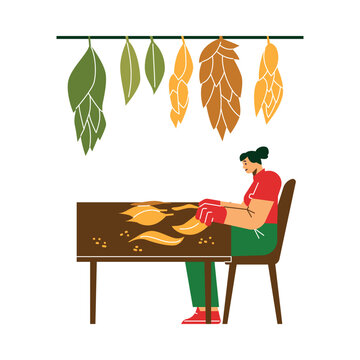Woman rolling cigars from dry tobacco leaves flat vector illustration isolated.