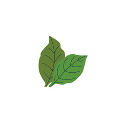 Fresh tobacco leaves, hand drawn flat vector illustration isolated on white background.