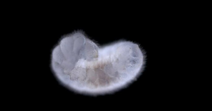 Ant larva Camponotus fellah under a microscope, family Formicidae. Look like a worm or a caterpillar