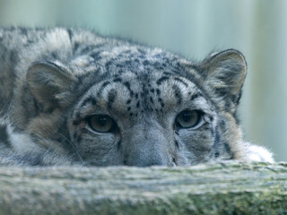 Snow leopard, Panthera uncia, hidden behind a trunk observes the surroundings