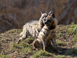 male Striped hyena, Hyaena hyaena sultana, attempts to mate