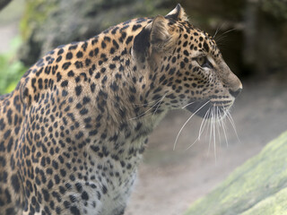 Portrait of a Sri Lanka Leopard Panthera pardus kotiya looking around.