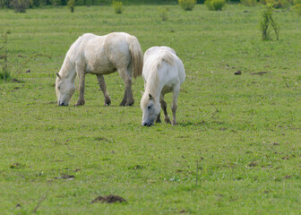 Naklejka na ściany i meble View of the two beautiful white Posavac horses in the pasture near Repusnica Visitor Centre at Lonjsko Polje Nature Park, Croatia