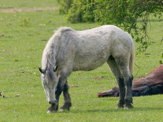 View of the beautiful white Posavac horse in the pasture near Repusnica Visitor Centre at Lonjsko Polje Nature Park, Croatia