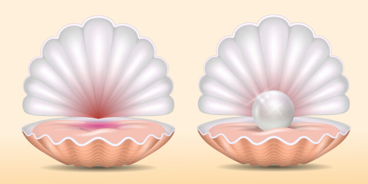 set of realistic beautiful opened shell with pearl or opened sea shell with soft mollusk. eps vector