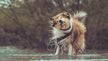Collie britisch sable schüttelt sich Wasser aus dem Fell, outdoor