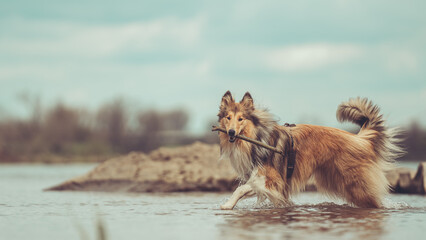 Rough Collie britisch sable im Wasser mit Stock im Maul, outdoor, schaut nach zur Kamera, blauer Himmel