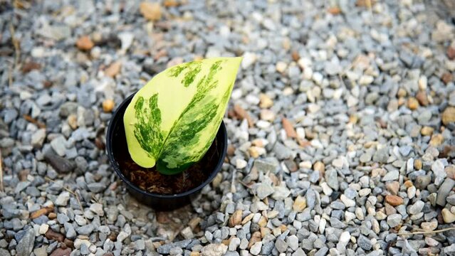 scindapsus jade satin variegated in the pot