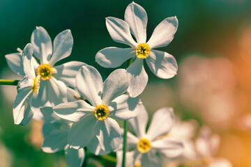 Obraz na płótnie Canvas Flowers background. Blossoming wild Narcissus plant. Floral spring nature background