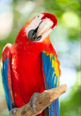funny ara macaw parrot outside. photo of ara macaw parrot in zoo. ara macaw parrot bird. © be free