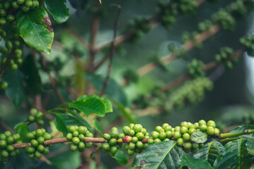 Close up Green seed berries harvest arabica coffee garden. Green coffee bean berry plant fresh raw seed coffee tree growth in eco organic farm. Fresh coffee bean green leaf bush ecology berry plant