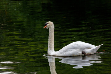 White swan swimming in a lake