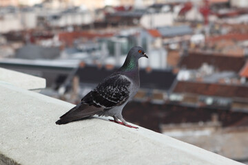 Pigeon looking down on city below