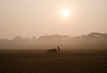 Elderly farmer ploughing land with his cows in a winter morning , silhouette image of a rural scene 