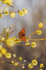 butterfly on a branch of a flowering willow tree