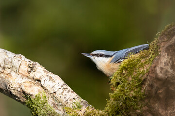 Kleiber (Sitta europaea)