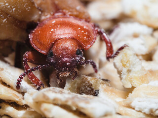 Mehlkäfer (Tenebrio molitor)