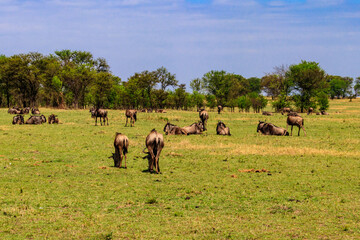 Herd of blue wildebeest (Connochaetes taurinus) in savannah in Serengeti national park in Tanzania....