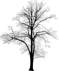 Big tree without leaves. dormant period for trees. Vector illustration.