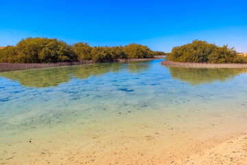 Mangrove trees in Ras Mohammed national park, Sinai peninsula in Egypt