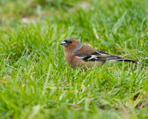 A Common Chaffinch is Standing in the Vivid Green Grass on a Cold Spring Morning