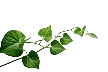 Morning glory leaves and stem, simple design, thick border, copy space, 2D, remove, transparents background. AI generative