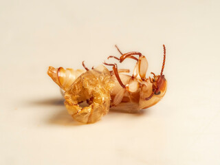 Mehlkäfer (Tenebrio molitor)