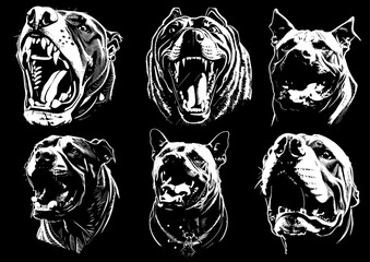 Dog Angry pitbull mascot head Vector illustration