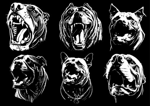 Dog Angry pitbull mascot head Vector illustration