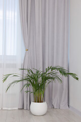 Stylish room interior with houseplant and beautiful window curtains