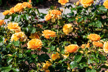 Beautiful yellow roses on flower bed in a garden