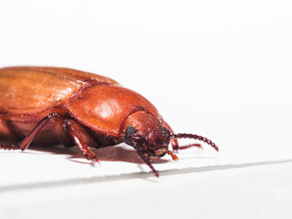 Mehlkäfer (Tenebrio molitor)