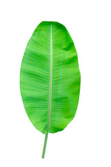 Green leaves pattern,leaf banana isolated