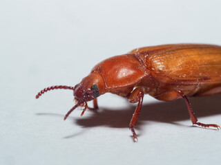 Mehlkäfer (Tenebrio molitor)