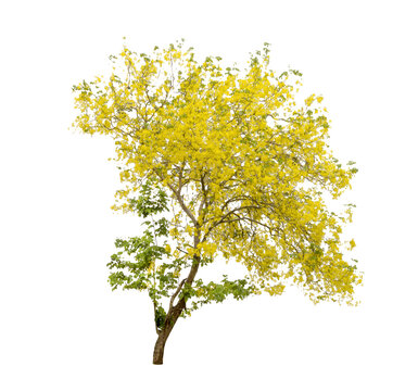 Golden Shower or Cassia Fistula isolated