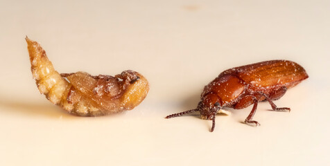 Mehlkäfer (Tenebrio molitor)