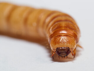 Mehlkäfer (Tenebrio molitor)