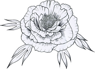 Black and white hand drawn graphic peony on isolated background. Flower with leaves sketch for coloring and tattoo. Outline design element.