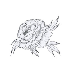 Black and white hand drawn graphic peony on isolated background. Flower with leaves sketch for coloring and tattoo. Outline design element.