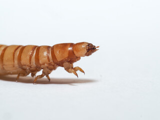 Mehlkäfer (Tenebrio molitor)