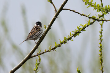 Rohrammer (Emberiza schoeniclus)