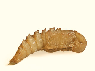 Mehlkäfer (Tenebrio molitor)