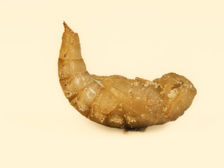 Mehlkäfer (Tenebrio molitor)