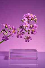 An empty transparent podium in rectangle shape displayed with a purple flowers branch. Minimalist...