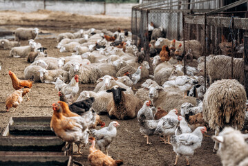 Lots of farm animals . Chickens and sheeps