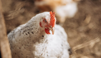 Chicken at farm. Close up portrait on nature