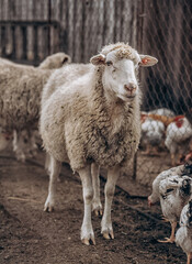 White sheep standing near farm. Farming