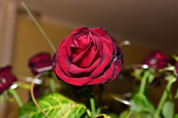 a bouquet of red roses in the room