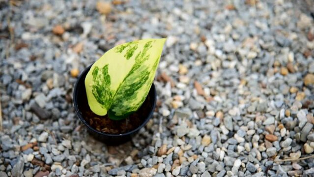 scindapsus jade satin variegated in the pot